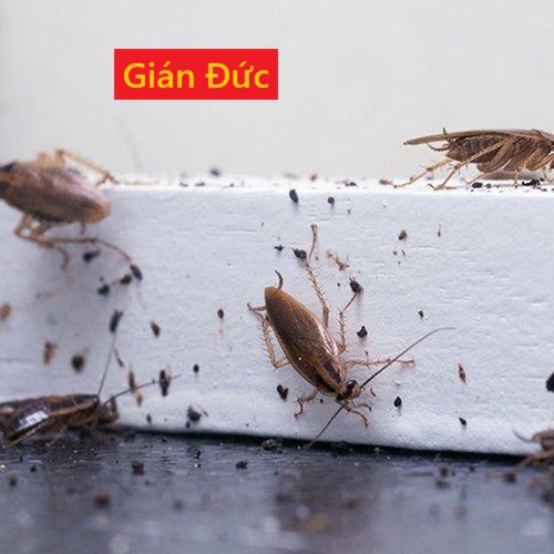 Dịch vụ diệt gián tại nhà giá tốt