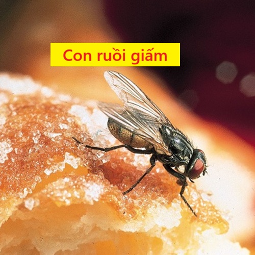 Bảng Gía Diệt Ruồi Giấm