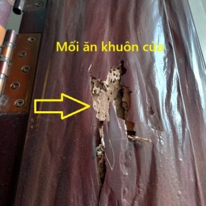 Diệt Mối Là Gì?