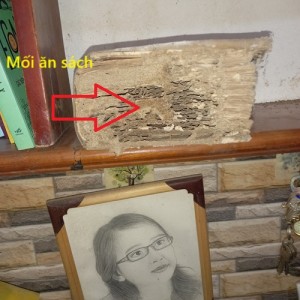 Diệt mối nhà chú long