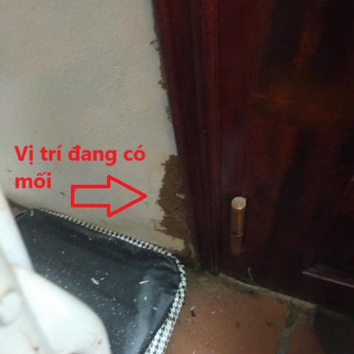 Khảo sát mối ăn khuôn cửa tại nhà chú Chính ở phố Dịch Vọng