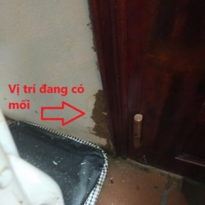 Dịch Vụ Diệt Mối Tận Gốc Tại Xã Thư Lâm Uy Tín