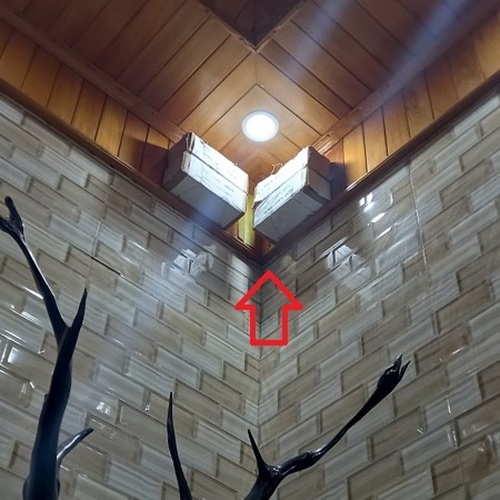 Đặt bả diệt mối ăn lên trần nhà ốp gỗ 