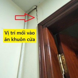 Diệt Mối Tại Huyện Đông Hưng, Thái Bình
