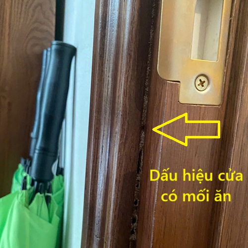 Dịch Vụ Diệt Mối Tại Huyện Gia Lâm
