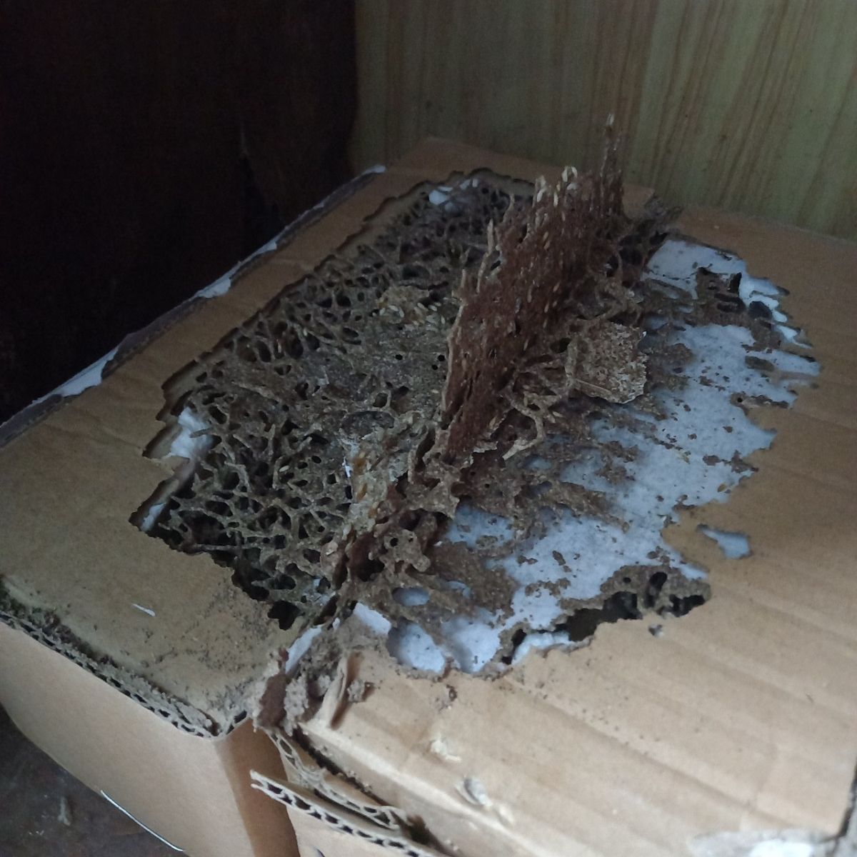 Dịch vụ diệt mối tận gốc chuyên nghiệp 