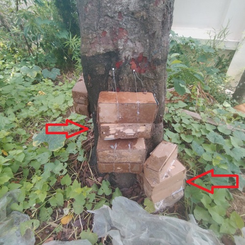 Diệt mối xông cây sống