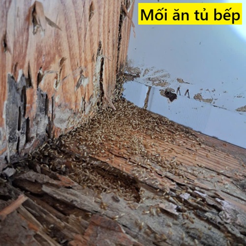 Dịch vụ diệt côn trùng giá rẻ, chuyên nghiệp