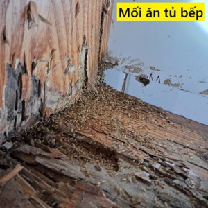 Diệt Mối Tại Huyện Quỳnh Phụ, Thái Bình 