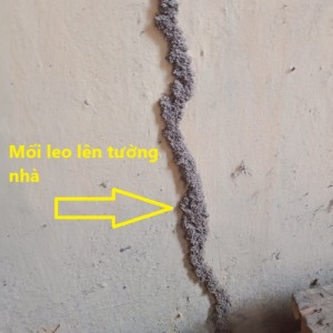 Diệt Mối Tại Xã Vĩnh Thanh Uy Tín, Chuyên Nghiệp