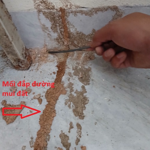 Quy trình diệt mối chuyên nghiệp, an toàn Quy trình diệt mối chuyên nghiệp, an toàn
