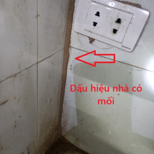 Dịch Vụ Diệt Mối Tại Huyện Thanh Trì