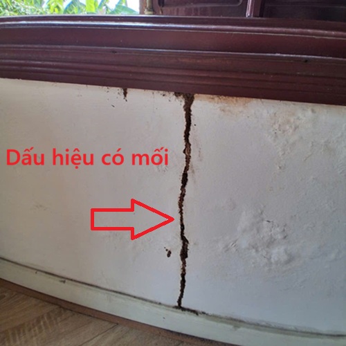 Dịch Vụ Diệt Mối Tận Gốc Tại Xã Đông Anh