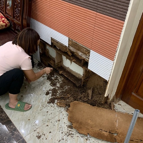 Diệt mối xông ốp tường gỗ