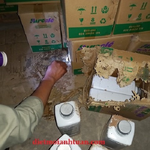 Diệt mối tại nhà uy tín