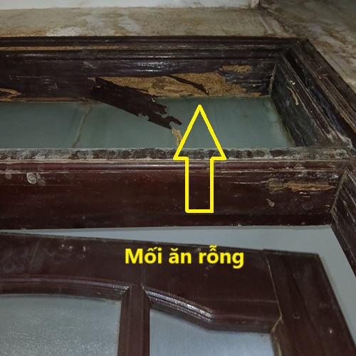 Công trình bị mối gây hại do không phòng chống mối