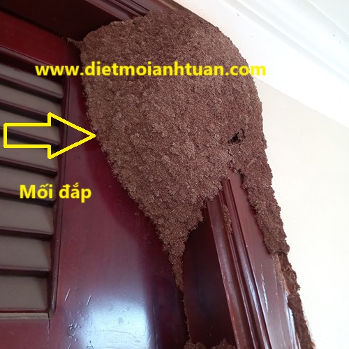 Dấu hiệu nhận biết rõ có mối gỗ ẩm gây hại khuôn cửa