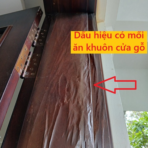 Diệt mối khuôn cửa tại huyện Quỳnh Phụ, Thái Bình