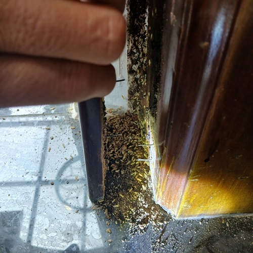 Cung cấp dịch vụ diệt mối tại nhà ở xã Vĩnh Thanh