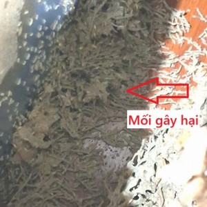 Diệt Mối Tại Huyện Chương Mỹ, Hà Nội