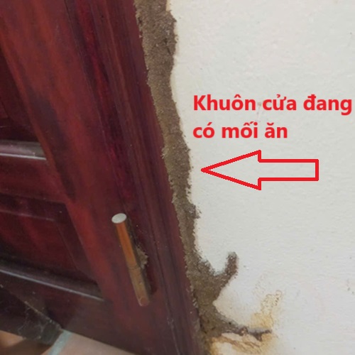 Cung cấp dịch vụ diệt mối ăn khuôn cửa tại huyện Đông Anh