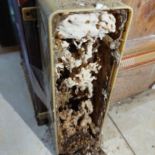 Diệt mối bằng bả an toàn tại quận Tây Hồ