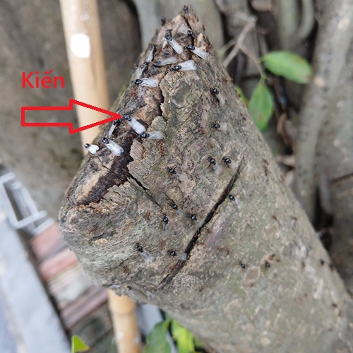 Bảng Gía Diệt Côn Trùng