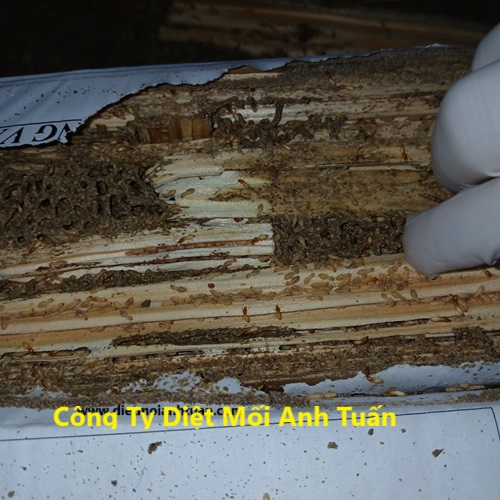 Công Ty Diệt Mối Anh Tuấn