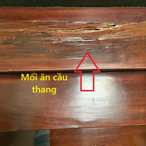 Ưu đãi khi sử dụng dịch vụ diệt mối của công ty Anh Tuấn