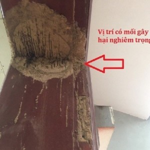 Diệt Mối Tận Gốc Tại Phường Tùng Thiện