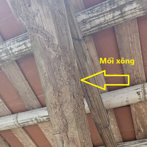Mối leo lên trần nhà ăn gỗ