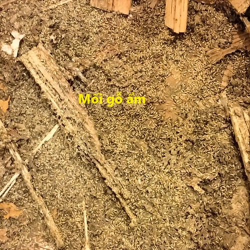 Bảng Gía Diệt Muỗi