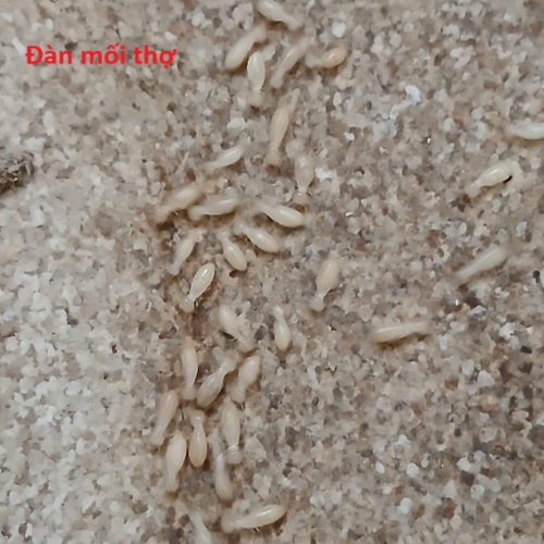 Ưu đãi khi sử dụng dịch vụ của công ty diệt mối Anh Tuấn tại Quốc Oai Ưu đãi khi sử dụng dịch vụ của công ty diệt mối Anh Tuấn tại Quốc Oai