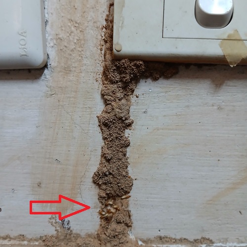 Diệt mối xông ổ điện cho khách tại quận Cầu Giấy, Hà Nội