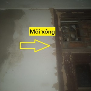 Mối Ăn Cửa Gỗ Phải Làm Sao