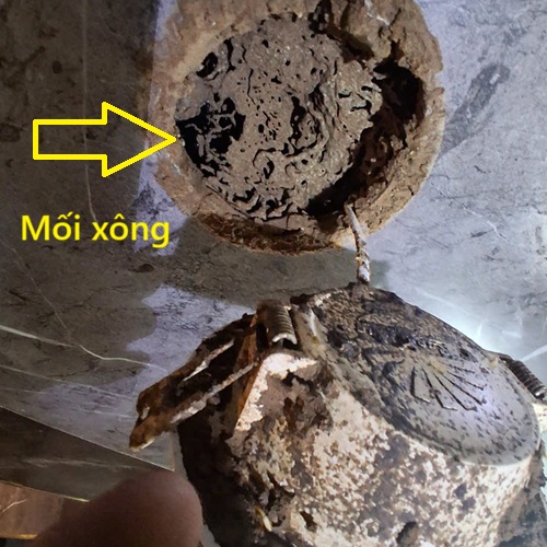Cam kết của công ty Anh Tuấn về dịch vụ diệt mối