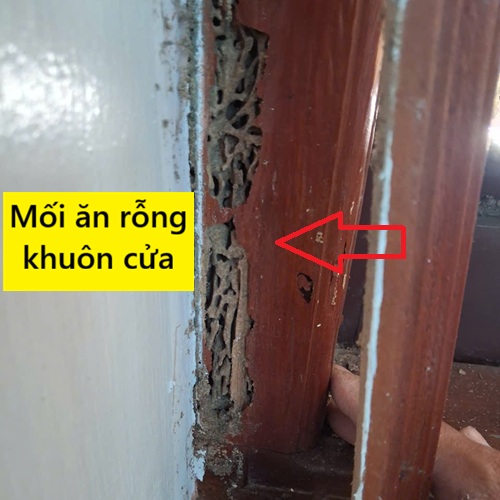 Khuôn cửa gỗ bị mối ăn rỗng từ bên trong Khuôn cửa gỗ bị mối ăn rỗng từ bên trong