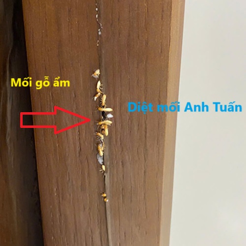 Diệt mối xông khuôn cửa tại Đông Anh