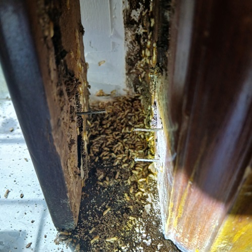 Mối xông khuôn cửa gây thiệt hại lớn