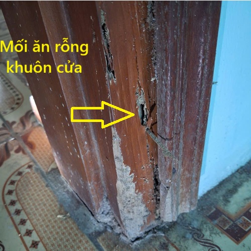 Diệt mối xông khuôn cửa gỗ chuyên nghiệp 