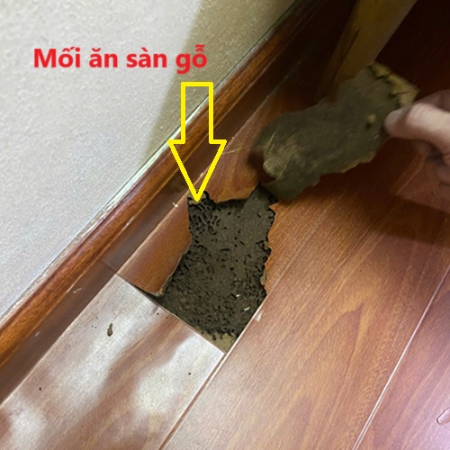 Diệt mối xông sàn gỗ