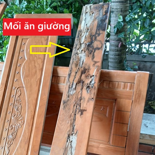 Dịch vụ diệt mối chuyên nghiệp tại huyện Quỳnh Phụ Dịch vụ diệt mối chuyên nghiệp tại huyện Quỳnh Phụ