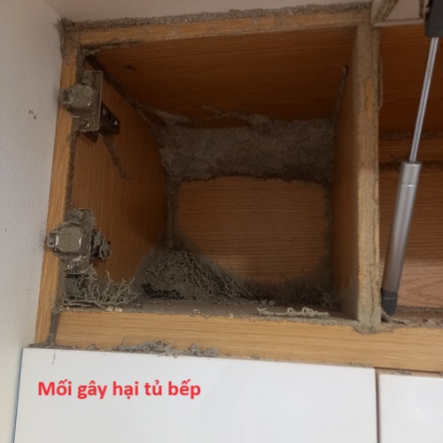 Diệt mối tủ bếp tại quận Long Biên