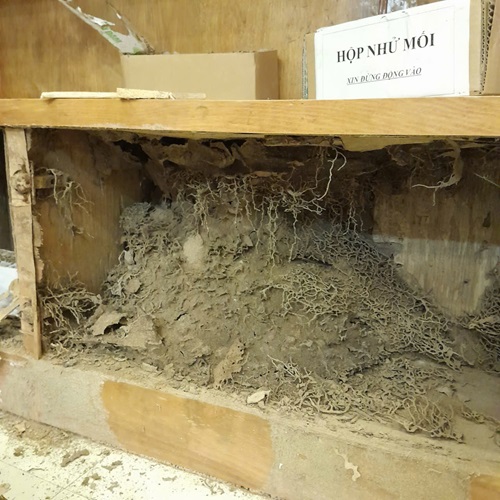 Diệt mối xông tủ rượu