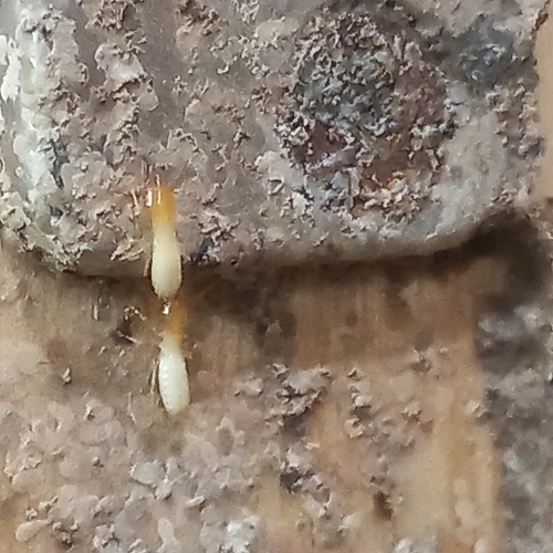 Công Ty Diệt Mối Anh Tuấn