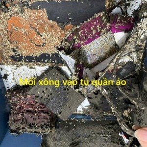 Diệt mối tại phường Phúc Lợi