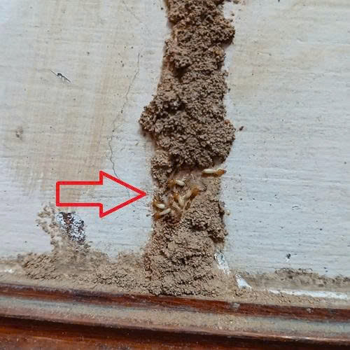 Dịch vụ diệt mối tại Phường Tây Hồ